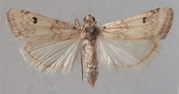 /filer/webapps/moths/media/images/L/lunulella_Euzophera_AF_MNHN.jpg