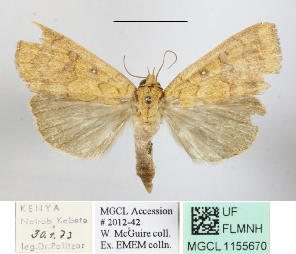 /filer/webapps/moths/media/images/L/luperca_Anomis_A_MGCLa_01.jpg