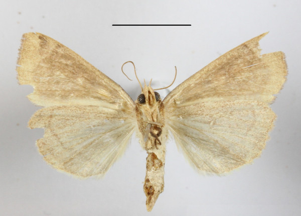/filer/webapps/moths/media/images/L/luperca_Anomis_A_MGCLb_01.jpg