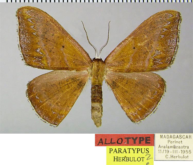 /filer/webapps/moths/media/images/L/lurida_Hypocoela_AT_ZSM.jpg