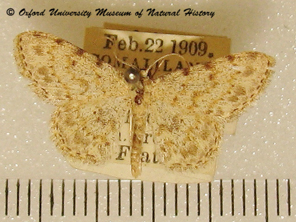 /filer/webapps/moths/media/images/L/luridata_Scopula_A_OUMNH_01.jpg