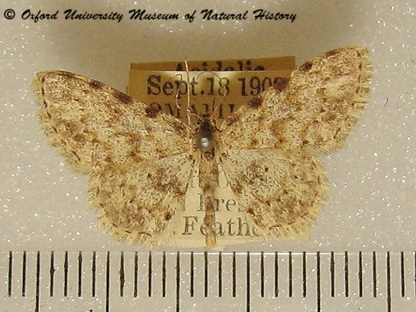 /filer/webapps/moths/media/images/L/luridata_Scopula_A_OUMNH_02.jpg