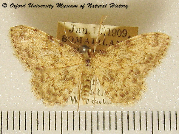 /filer/webapps/moths/media/images/L/luridata_Scopula_A_OUMNH_03.jpg