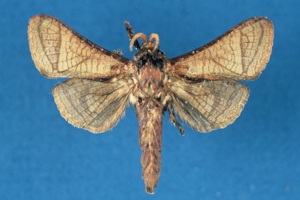 /filer/webapps/moths/media/images/L/lusamboensis_Haberlandia_HT_RMCA.jpg