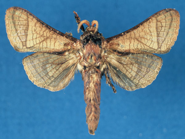 /filer/webapps/moths/media/images/L/lusamboensis_Haberlandia_HT_RMCA_0kEaXGk.jpg