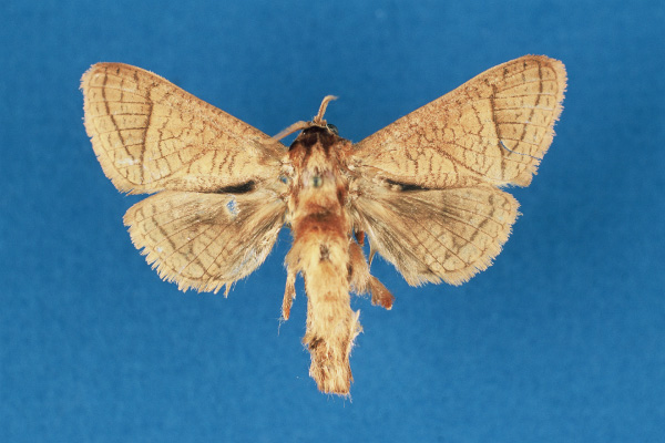 /filer/webapps/moths/media/images/L/lusamboensis_Haberlandia_PTF_RMCA.jpg