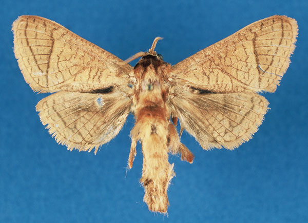 /filer/webapps/moths/media/images/L/lusamboensis_Haberlandia_PTF_RMCA_XnsLa7c.jpg