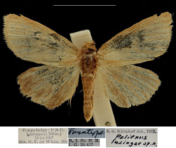 /filer/webapps/moths/media/images/L/lusingae_Polienus_PTM_RBINS.jpg