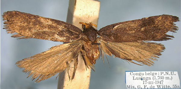 /filer/webapps/moths/media/images/L/lusingensis_Lecithocera_HT_RMCA.jpg