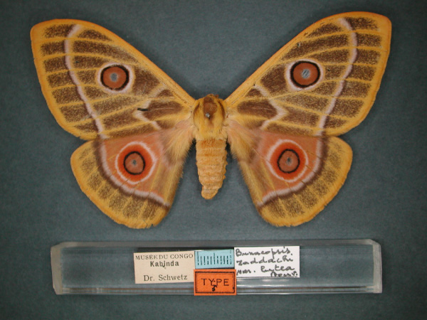 /filer/webapps/moths/media/images/L/lutea_Bunaeopsis_HT_RMCA_01.jpg