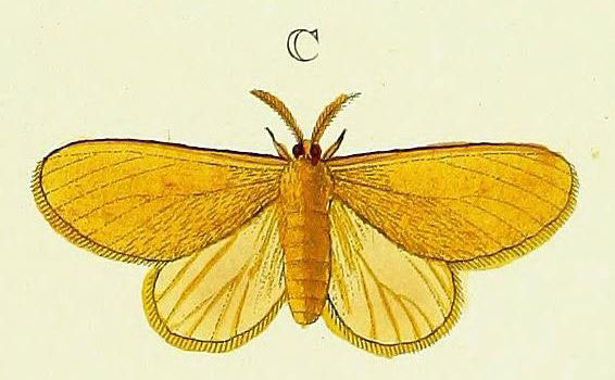 /filer/webapps/moths/media/images/L/lutea_Hyperythra_Cramer4_307_C.jpg