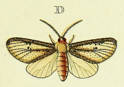 /filer/webapps/moths/media/images/L/lutea_Hyperythra_Cramer4_307_D.jpg