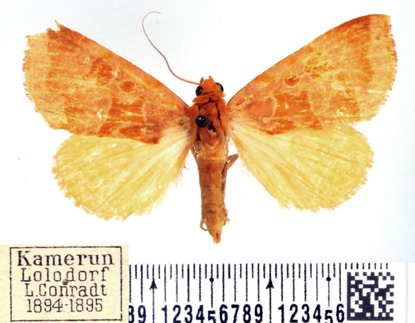 /filer/webapps/moths/media/images/L/lutea_Marcipalina_AF_BMNH_01.jpg