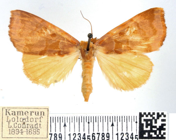 /filer/webapps/moths/media/images/L/lutea_Marcipalina_AF_BMNH_02.jpg