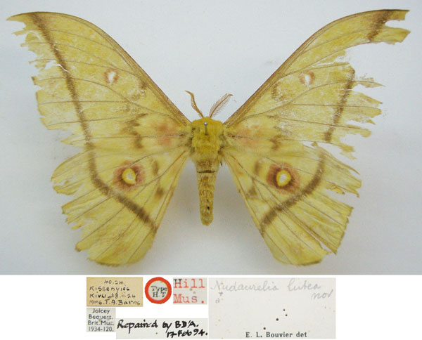 /filer/webapps/moths/media/images/L/lutea_Nudaurelia_HT_NHMUKa.jpg