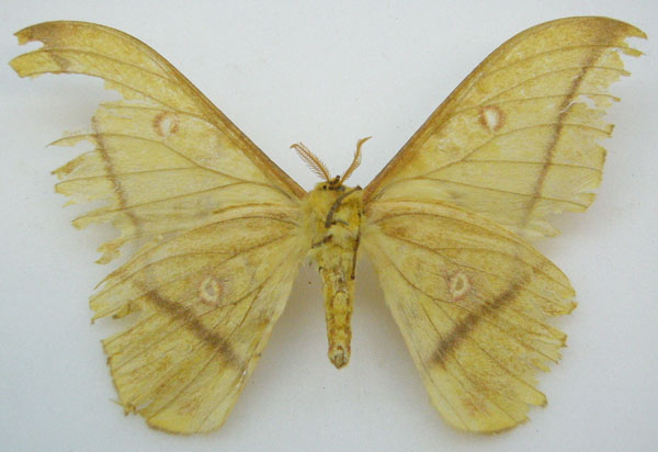 /filer/webapps/moths/media/images/L/lutea_Nudaurelia_HT_NHMUKb.jpg