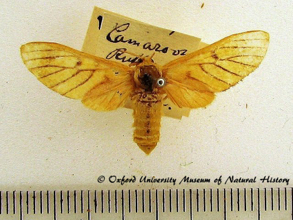 /filer/webapps/moths/media/images/L/lutea_Rhipidarctia_A_OUMNH.jpg