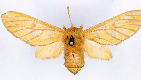 /filer/webapps/moths/media/images/L/lutea_Rhipidarctia_HT_CMP_01.jpg