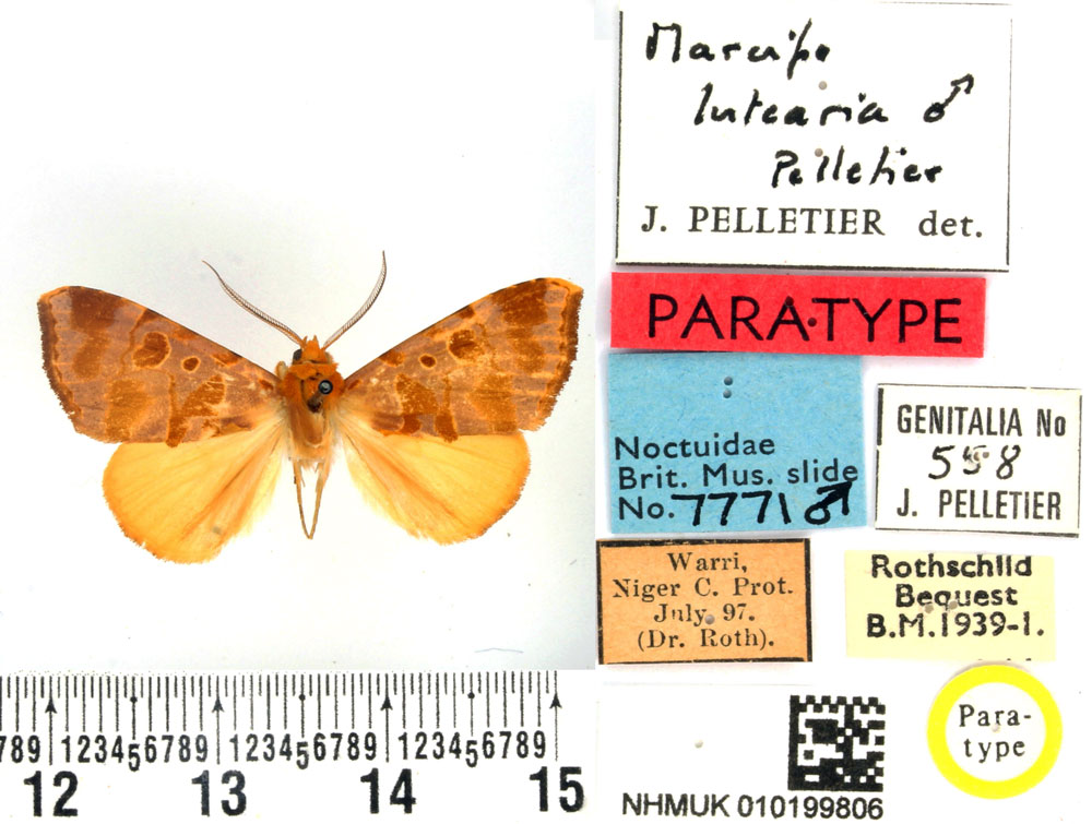 /filer/webapps/moths/media/images/L/lutearia_Marcipa_PTM_BMNH_01.jpg