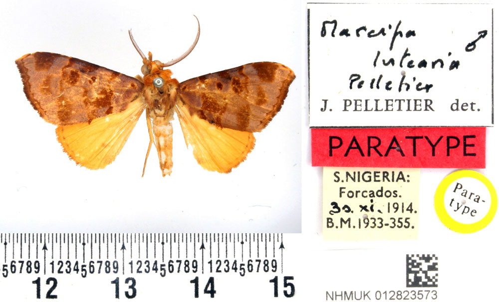 /filer/webapps/moths/media/images/L/lutearia_Marcipa_PTM_BMNH_02.jpg