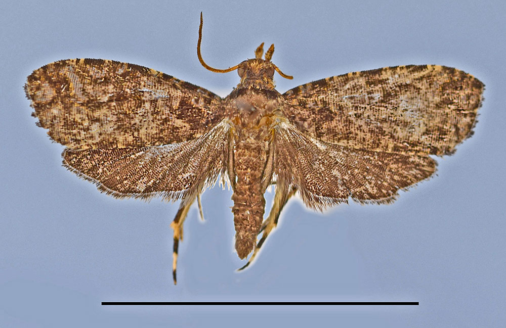 /filer/webapps/moths/media/images/L/luteicaput_Eccopsis_HT_MRSN.jpg