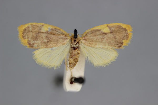 /filer/webapps/moths/media/images/L/luteicincta_Paremonia_A_BMNH.jpg