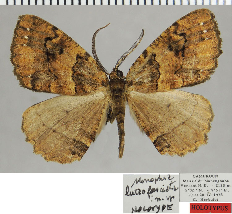 /filer/webapps/moths/media/images/L/luteifasciata_Menophra_HT_ZSMa.jpg