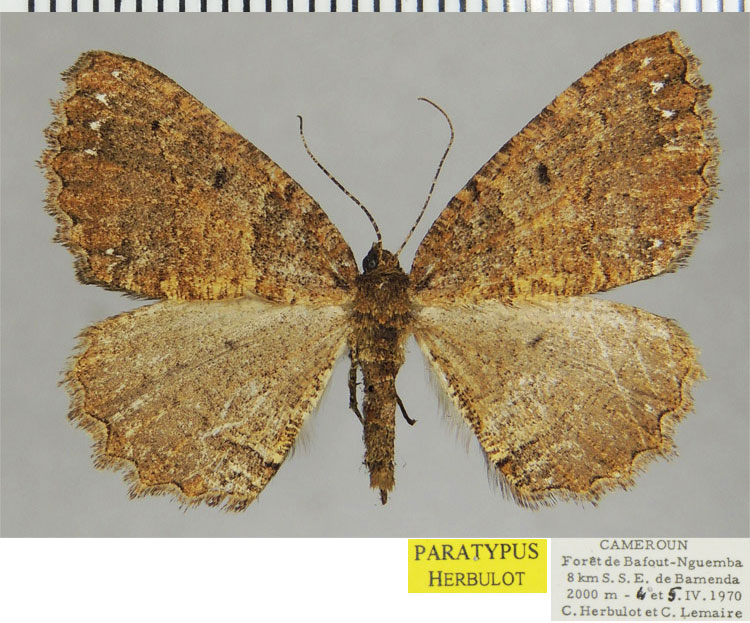 /filer/webapps/moths/media/images/L/luteifasciata_Menophra_PTF_ZSM_01.jpg