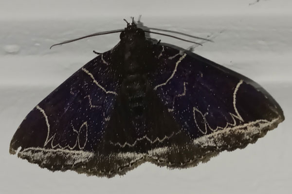 /filer/webapps/moths/media/images/L/luteilinea_Platyja_AF_Andogho.jpg