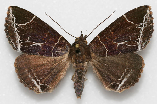 /filer/webapps/moths/media/images/L/luteilinea_Platyja_AF_Legrain.jpg