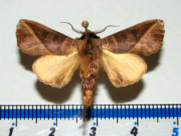 /filer/webapps/moths/media/images/L/luteimacula_Peratodonta_A_Goff_01.jpg