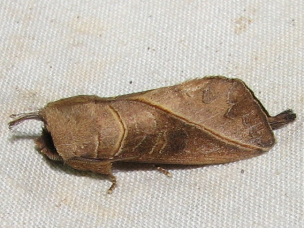/filer/webapps/moths/media/images/L/luteimacula_Peratodonta_A_Goff_02.jpg