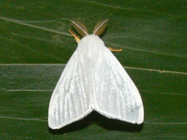/filer/webapps/moths/media/images/L/luteipes_Leucoma_A_Goff_02.jpg