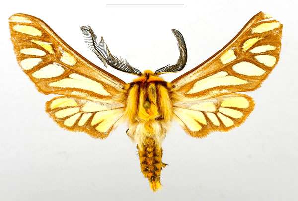 /filer/webapps/moths/media/images/L/luteocolorata_Thyretes_HT_ZSMa_gMr7La9.jpg