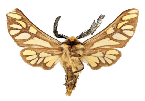 /filer/webapps/moths/media/images/L/luteocolorata_Thyretes_HT_ZSMb.jpg