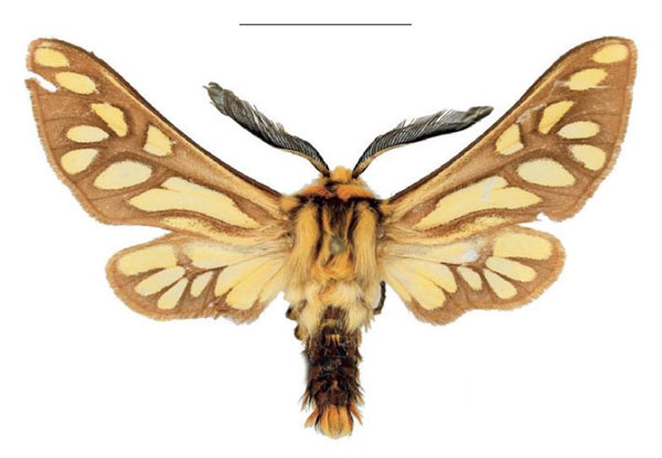 /filer/webapps/moths/media/images/L/luteocolorata_Thyretes_PTM_ZSMa.jpg
