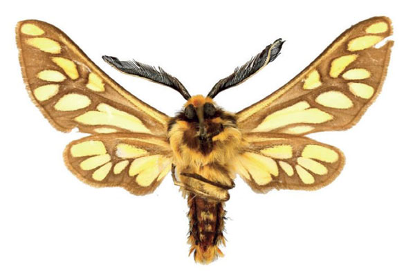 /filer/webapps/moths/media/images/L/luteocolorata_Thyretes_PTM_ZSMb.jpg