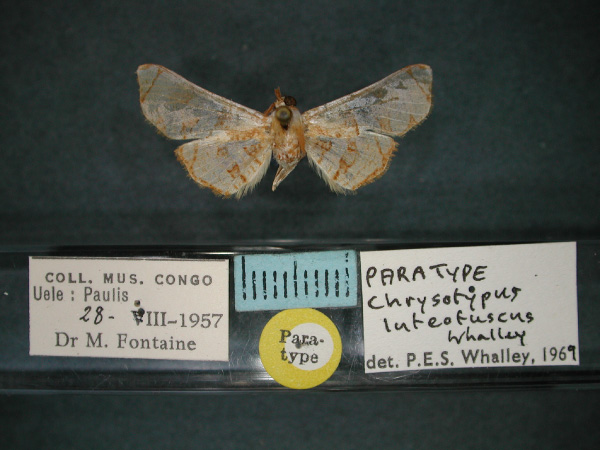 /filer/webapps/moths/media/images/L/luteofuscus_Chrysotypus_PT_RMCA_01.jpg