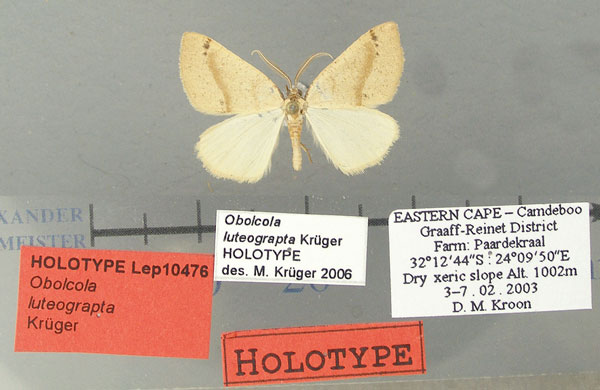 /filer/webapps/moths/media/images/L/luteograpta_Obolcola_HT_TMSA.jpg