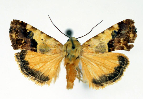 /filer/webapps/moths/media/images/L/luteola_Acontia_AM_Aulombard.jpg