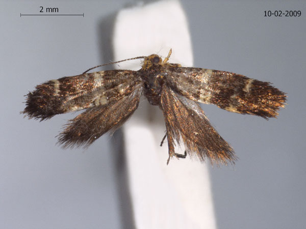 /filer/webapps/moths/media/images/L/luteola_Digitivalva_HT_ZMUC.jpg