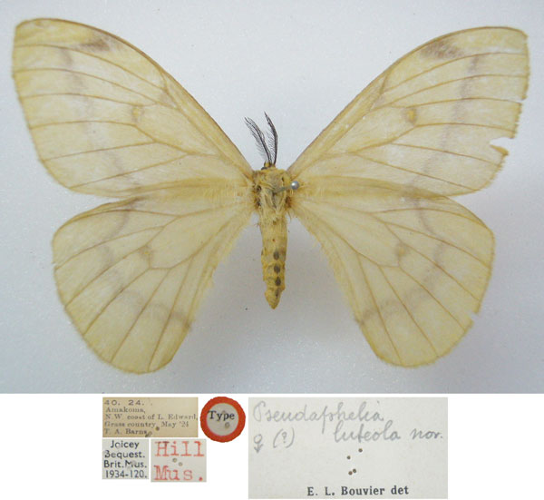 /filer/webapps/moths/media/images/L/luteola_Pseudaphelia_STF_NHMUKa.jpg