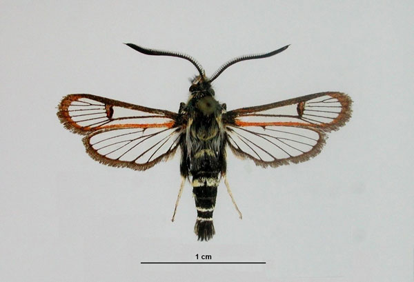/filer/webapps/moths/media/images/L/luteopunctata_Alonina_HT_ZSM_01.jpg