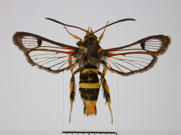 /filer/webapps/moths/media/images/L/luteopunctata_Monopetalotaxis_PTF_TMSA.jpg