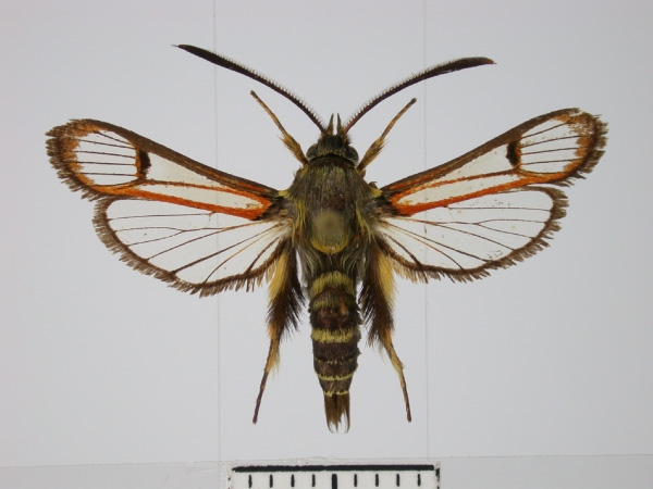 /filer/webapps/moths/media/images/L/luteopunctata_Monopetalotaxis_PTM_TMSA.jpg