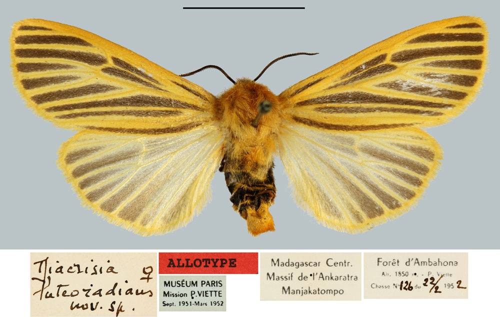 /filer/webapps/moths/media/images/L/luteoradians_Diacrisia_AT_MNHN.jpg