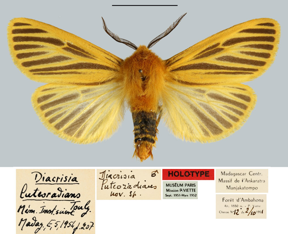 /filer/webapps/moths/media/images/L/luteoradians_Diacrisia_HT_MNHN.jpg