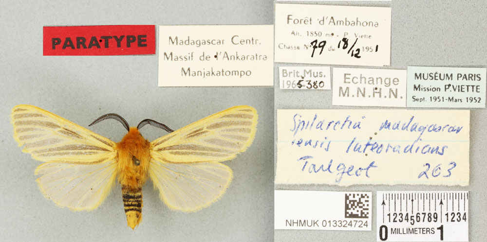 /filer/webapps/moths/media/images/L/luteoradians_Diacrisia_PTM_BMNH_01a.jpg