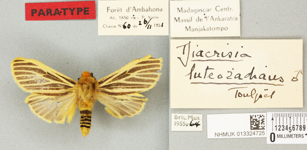 /filer/webapps/moths/media/images/L/luteoradians_Diacrisia_PTM_BMNH_02a.jpg