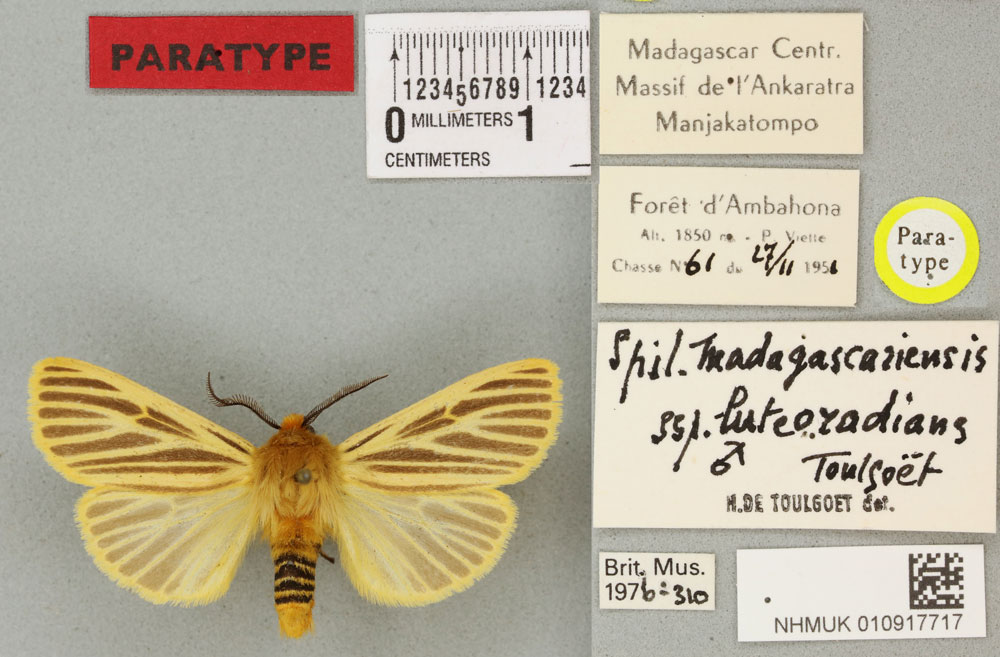 /filer/webapps/moths/media/images/L/luteoradians_Diacrisia_PT_BMNHa.jpg